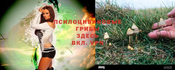 прущие грибы Горнозаводск